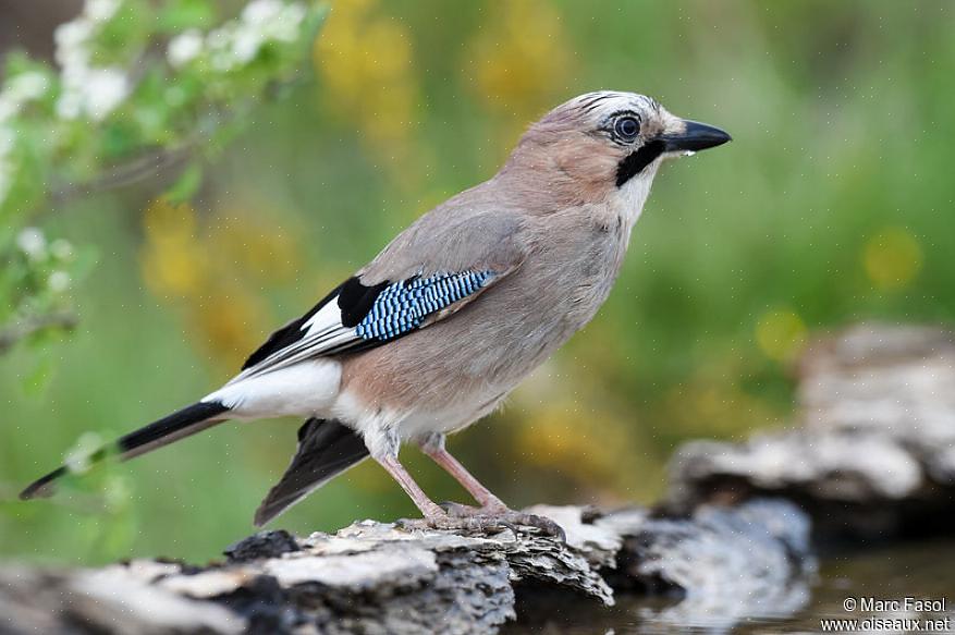 Οι ευρασιατικοί jays μαζεύουν έντομα από φύλλωμα ή τρίβουν το έδαφος για ξηρούς καρπούς