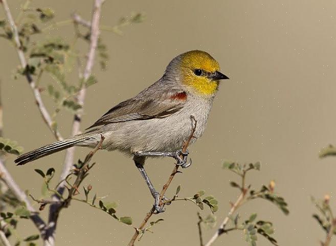 Βιότοπος και διανομή Verdin