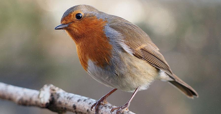 Ενώ το ευρωπαϊκό robin μπορεί να φαίνεται επιφανειακά παρόμοιο με το ευρωπαϊκό robin