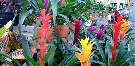 Οι περισσότεροι άνθρωποι παίρνουν bromeliads ως φυτά δώρων όταν τα πολύχρωμα μπράκτ τους εκτοξεύονται από