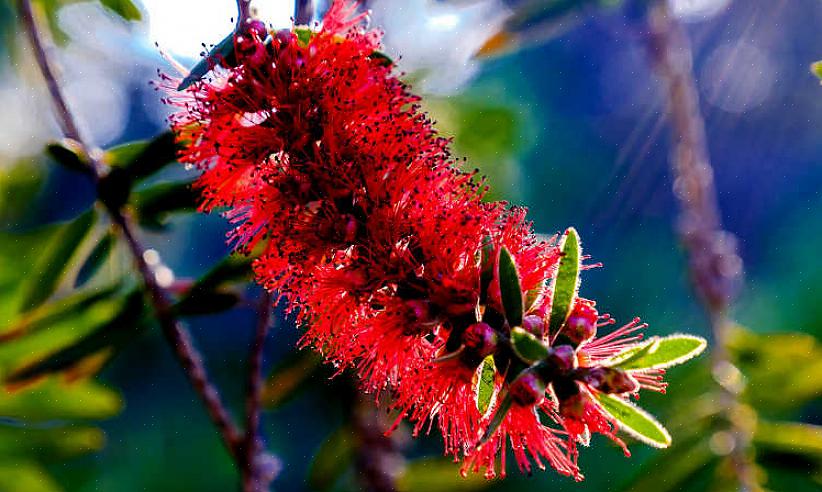 Ή Callistemon viminalis