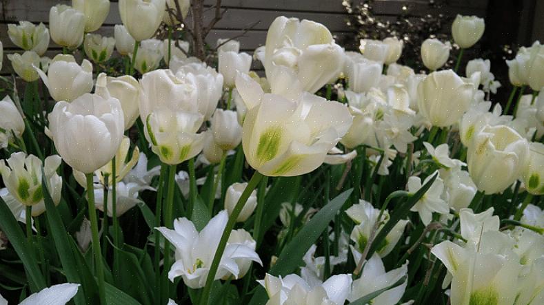 Ποικιλία από κόκκινο κλαδί σκύλου (Cornus alba "Elegantissima")